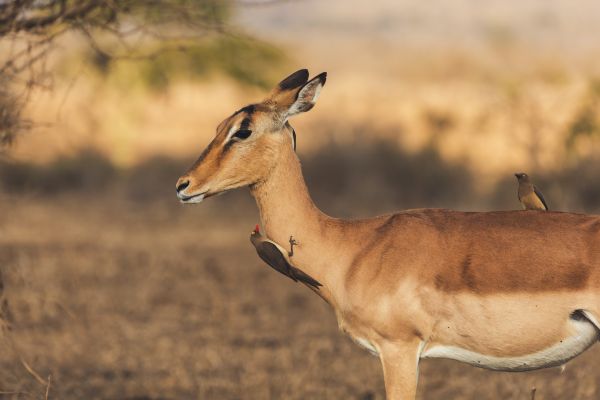 suedafrika roadtyping wyldmagazin1714