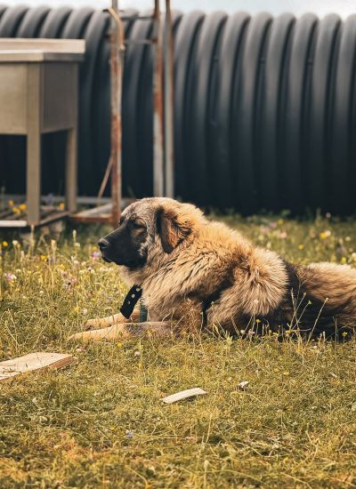 Montenegro Hütehund