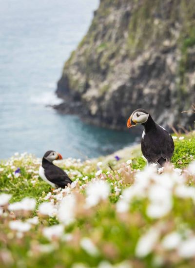 wales urlaub wyldmag outdoormagazin 202612547 boat trip to skomer island to see puffins web optimised 1920px