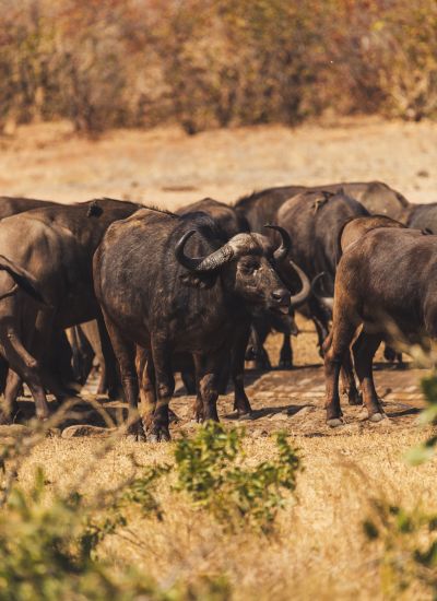 suedafrika roadtyping wyldmagazin0742