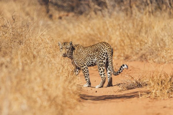 suedafrika roadtyping wyldmagazin1241