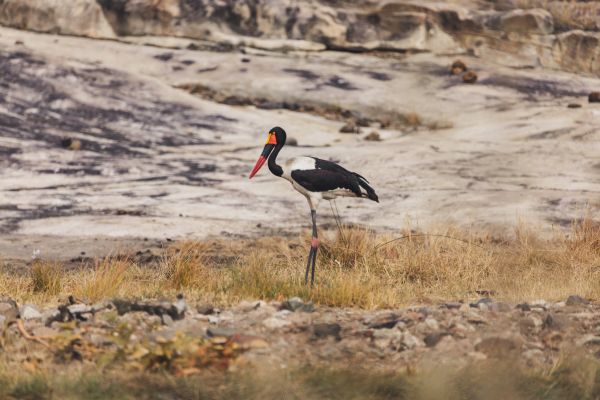 suedafrika roadtyping wyldmagazin0938