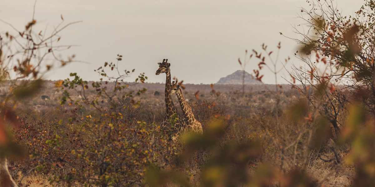 suedafrika roadtyping wyldmagazin0867