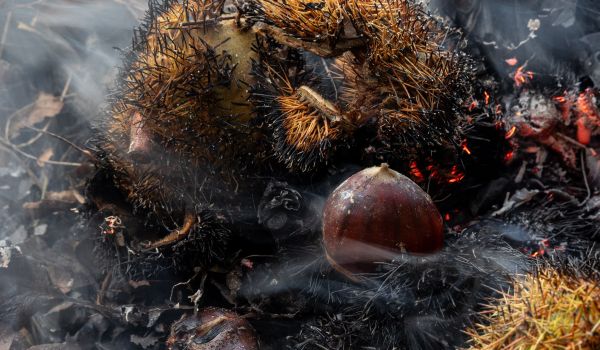 wyldmagazin kastanienernte im bergell graubuenden schweiz TOM 3415