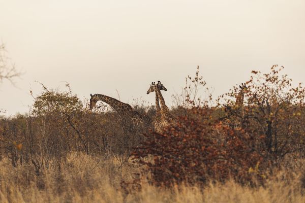 suedafrika roadtyping wyldmagazin0860