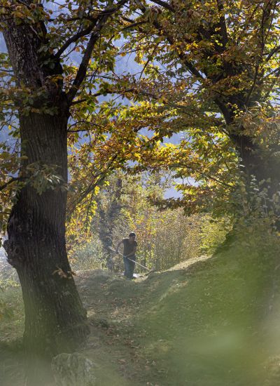 wyldmagazin kastanienernte im bergell graubuenden schweiz TOM 3323