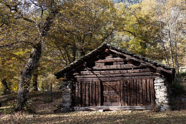 wyldmagazin kastanienernte im bergell graubuenden schweiz TOM 4020