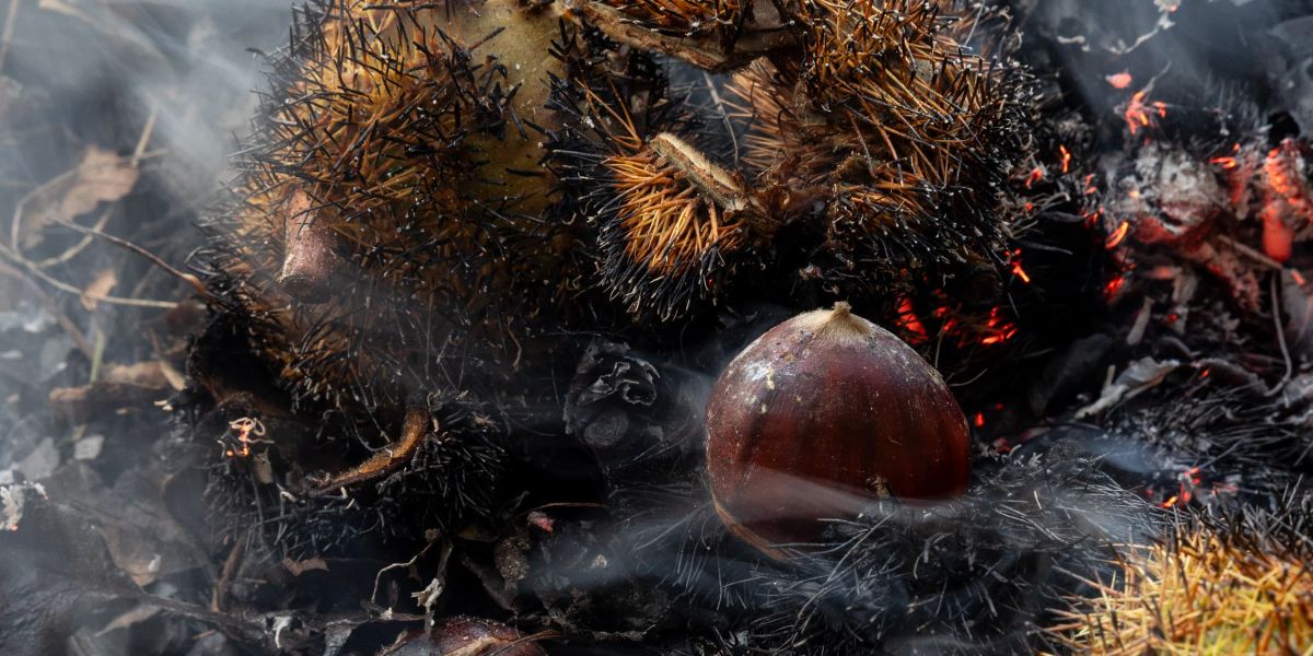 wyldmagazin kastanienernte im bergell graubuenden schweiz TOM 3415