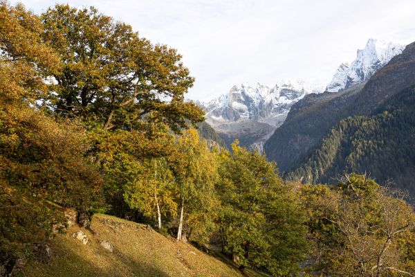 wyldmagazin kastanienernte im bergell graubuenden schweiz TOM 3426
