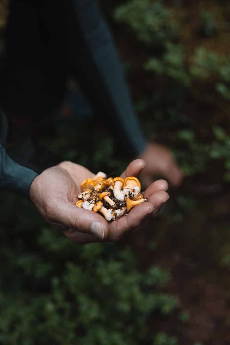 Pfifferlinge im Ahrntal sammeln