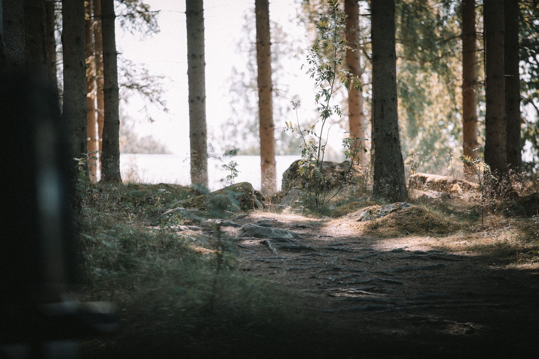 Waldwege im Asnen Nationalpark