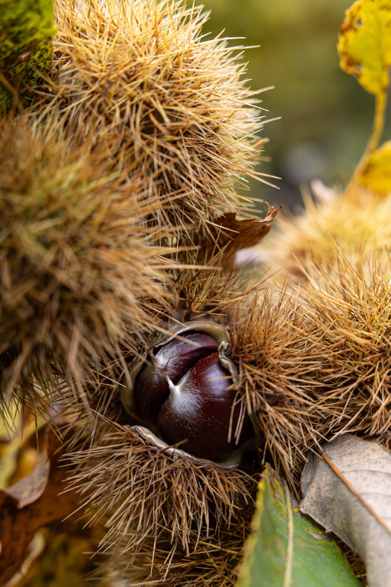 wyldmagazin kastanienernte im bergell graubuenden schweiz TOM 3235