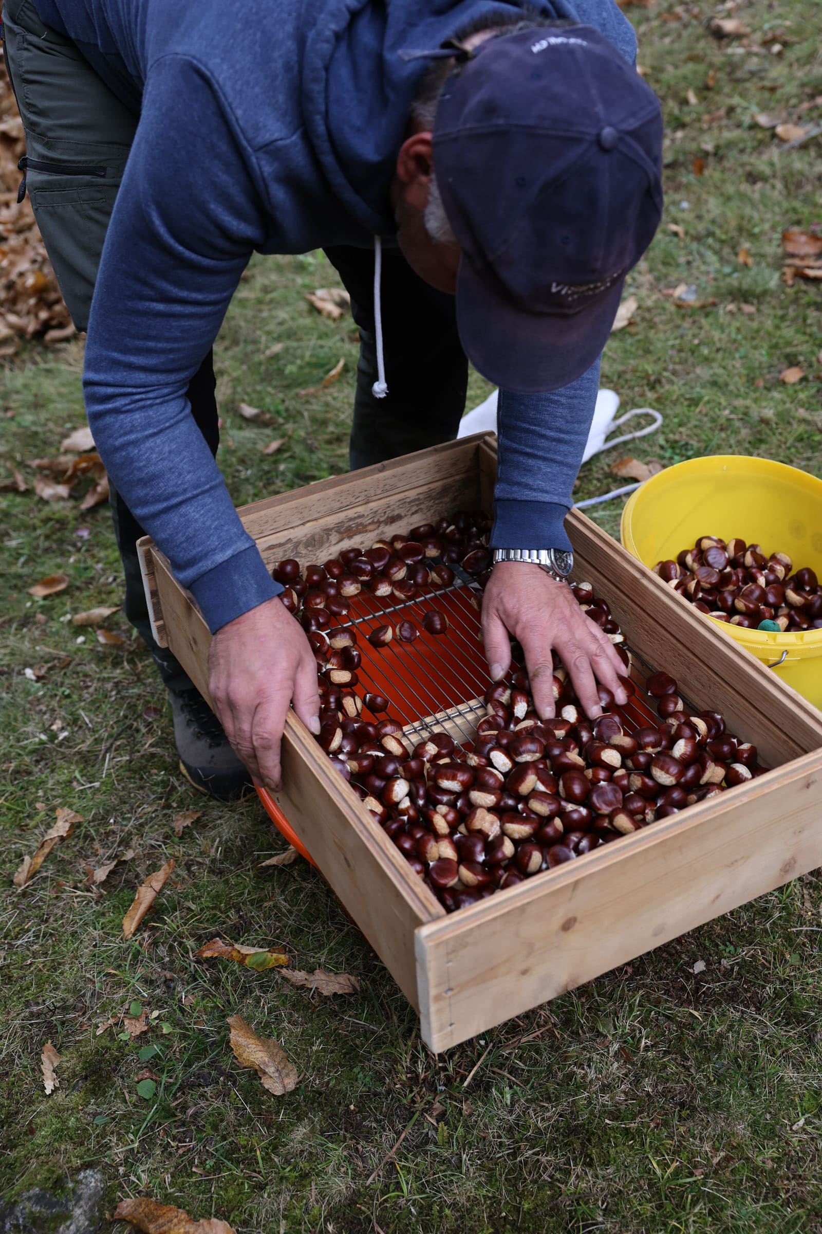wyldmagazin kastanienernte im bergell graubuenden schweiz TOM 3706 1