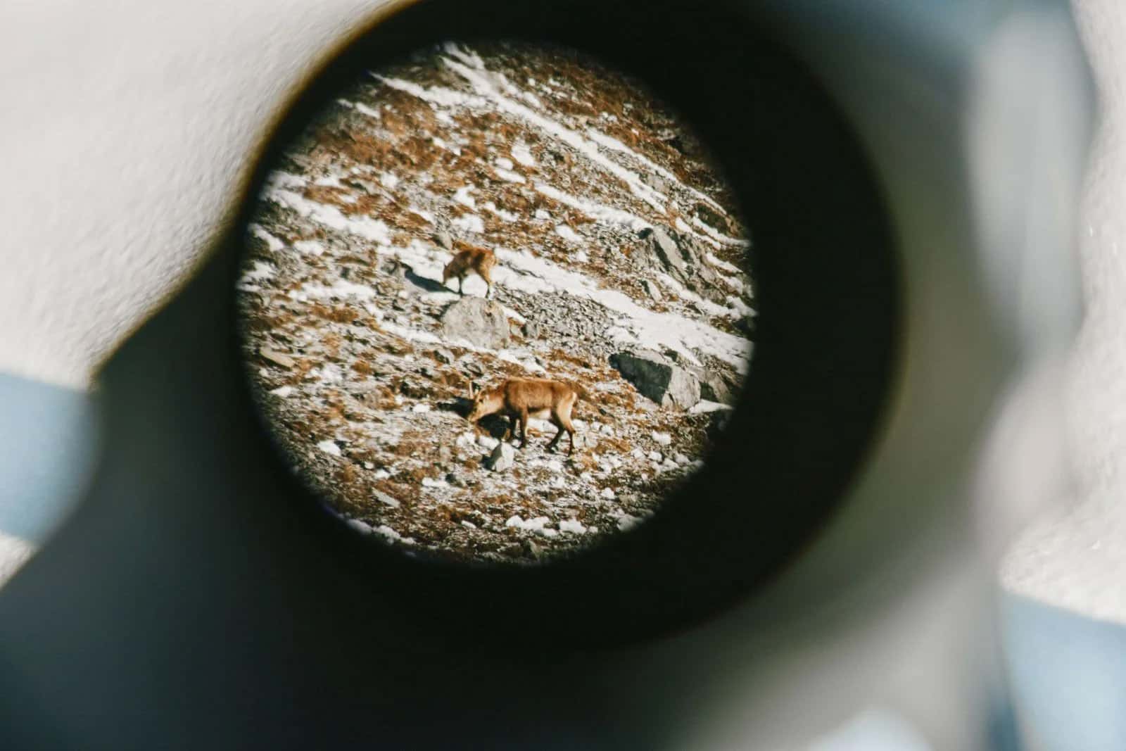 wyldmagazin via silenzi graubuenden 7