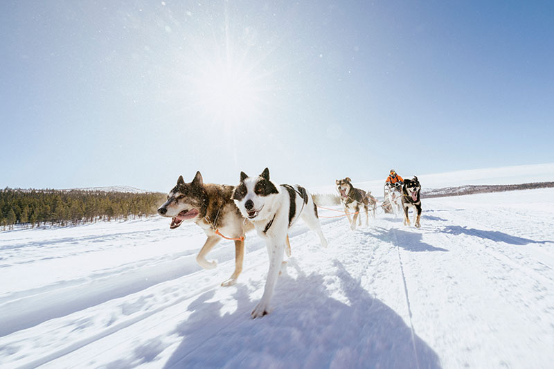 Fjällräven Polar 2027 Huskies Schlittenhunde im Einsatz