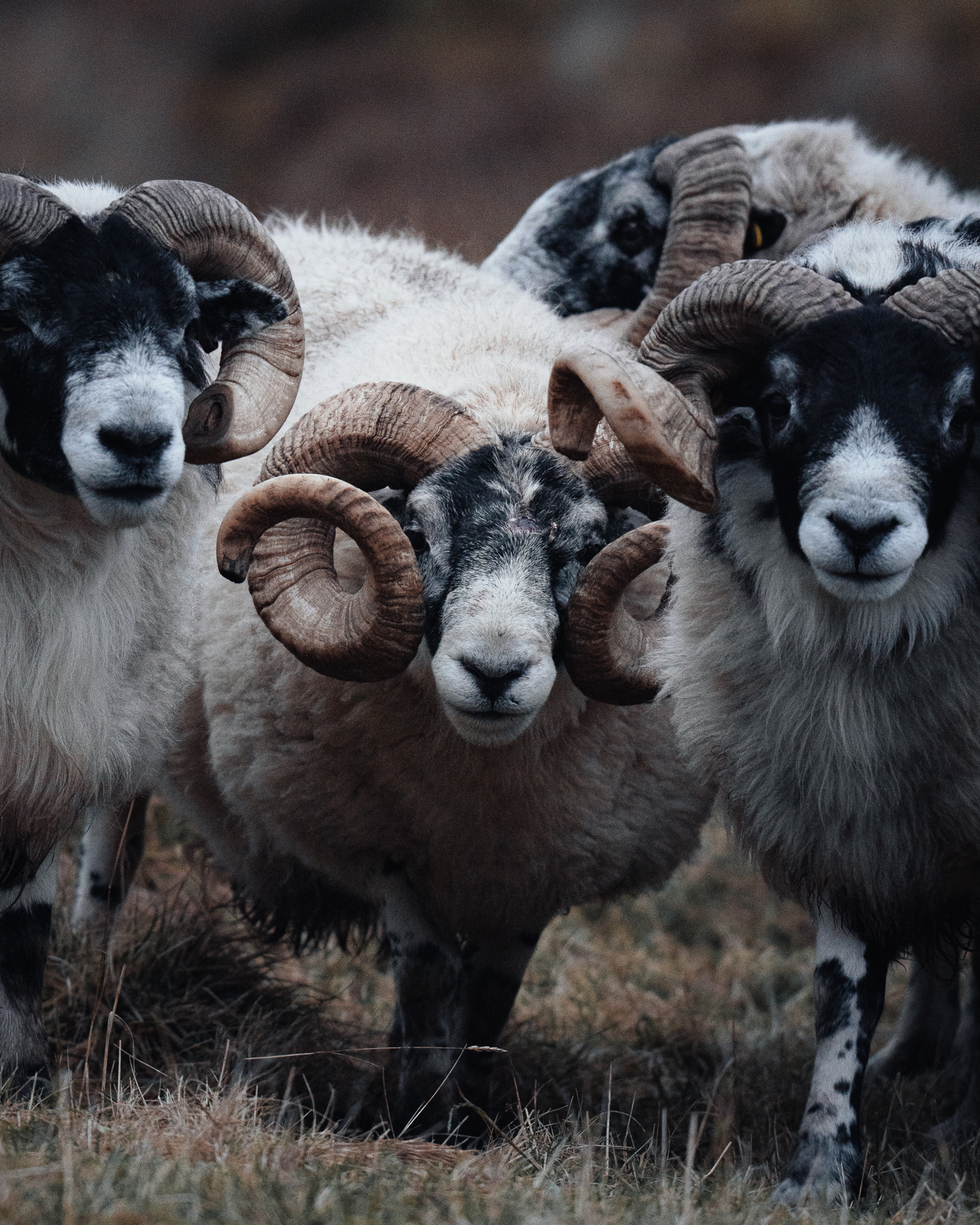 schottland stephan thom wyldmagazin 5