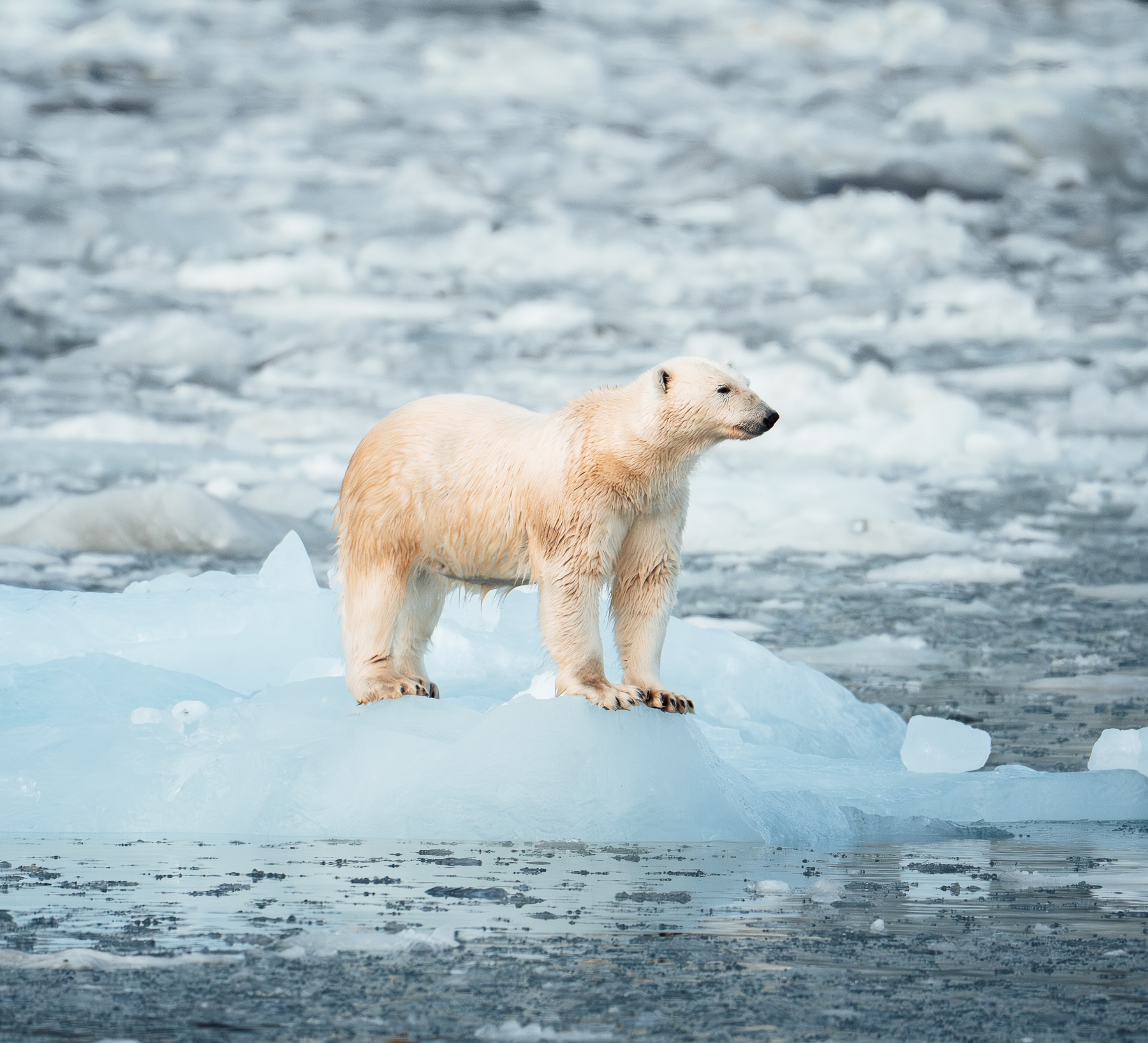 stephan thom segeln in groenland wyldmagazin 71 Kopie