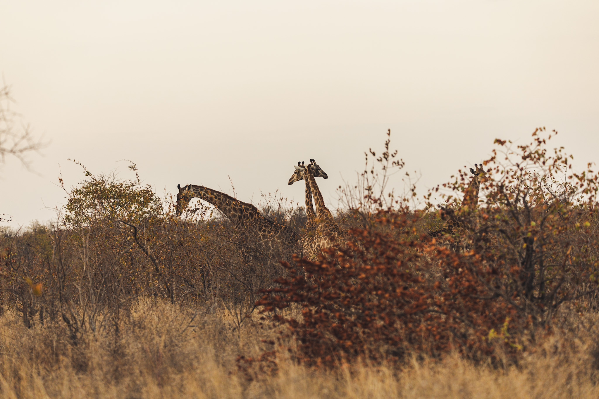 suedafrika roadtyping wyldmagazin0860