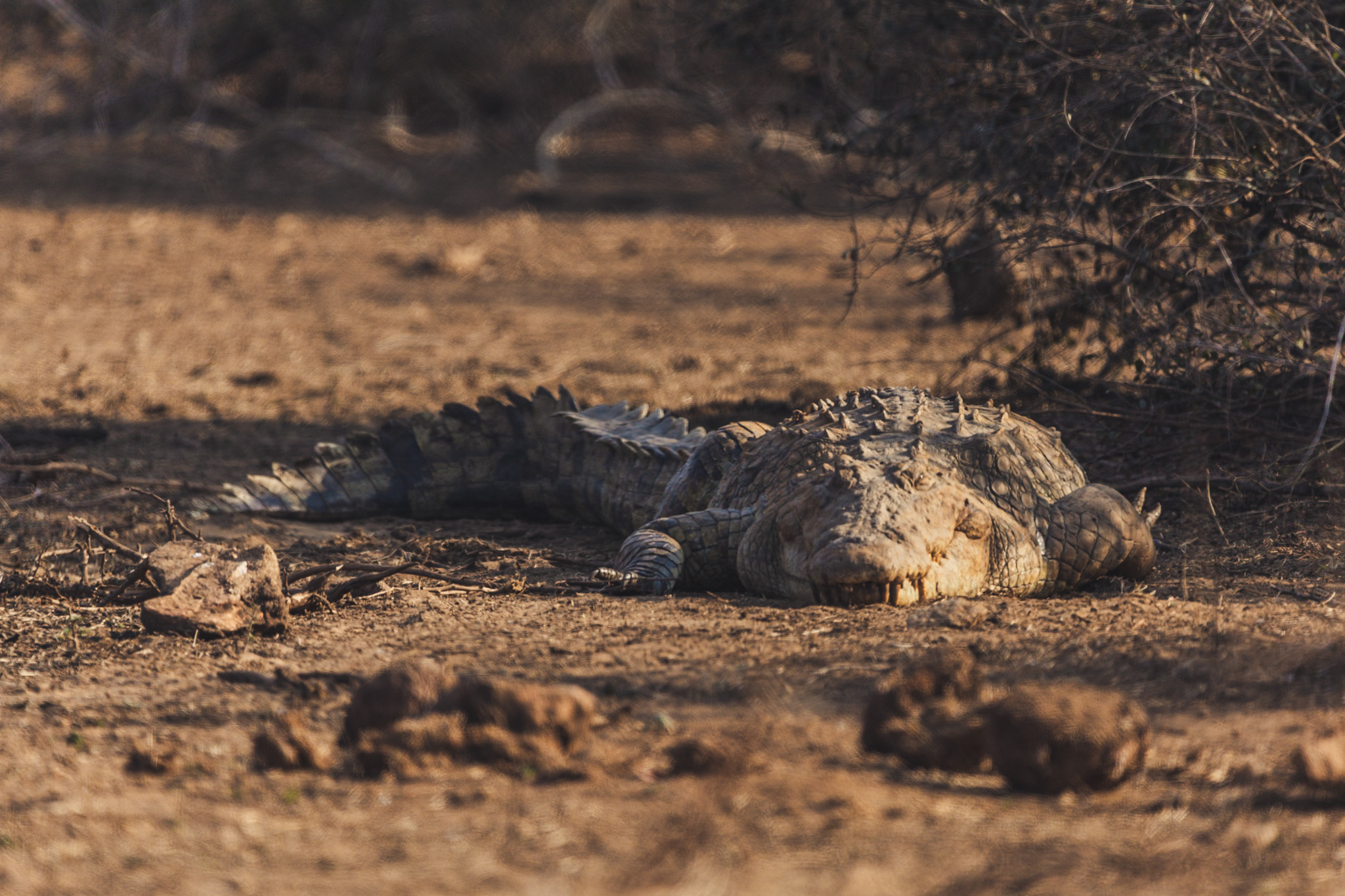 suedafrika roadtyping wyldmagazin1697