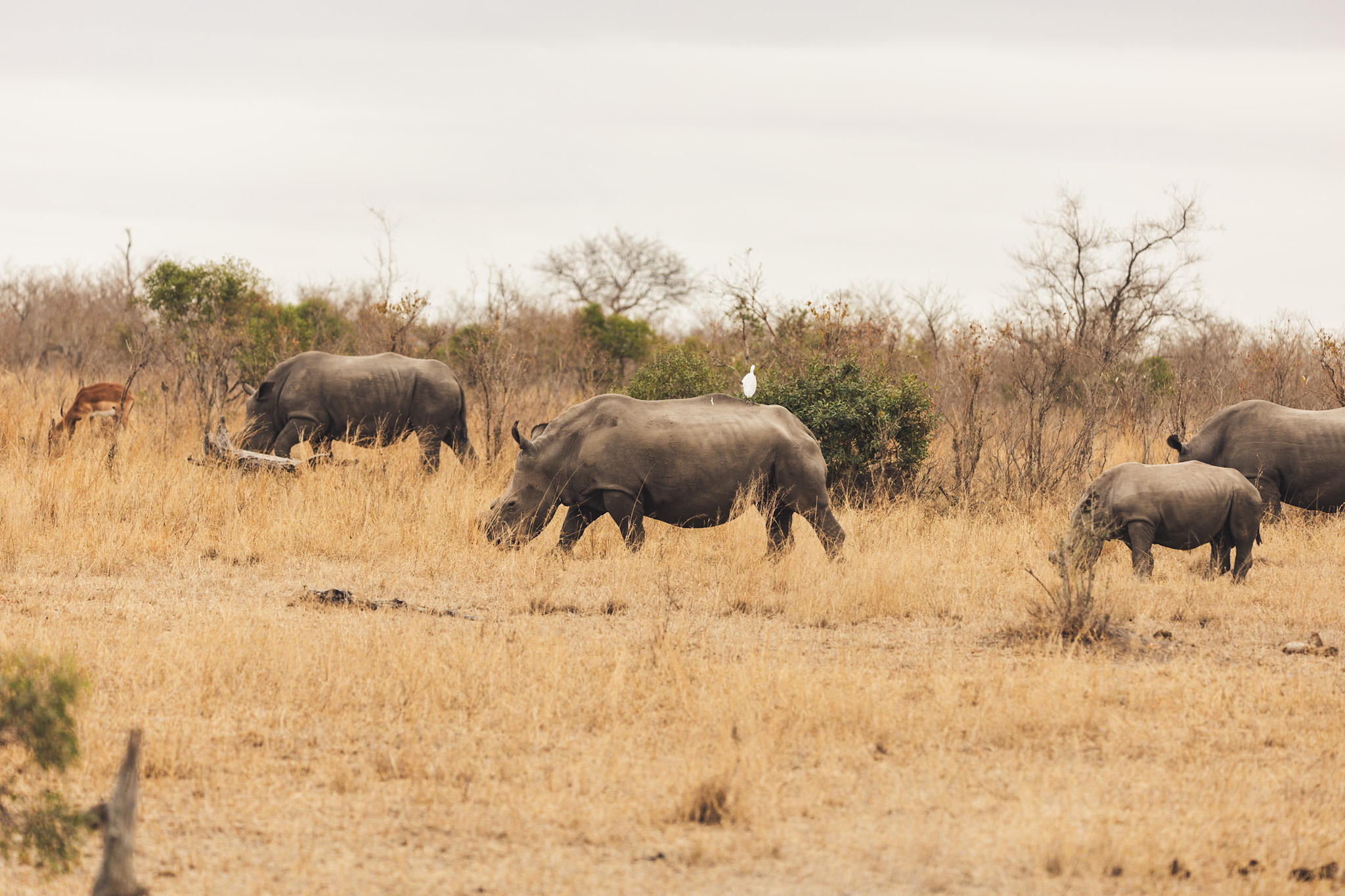 suedafrika roadtyping wyldmagazin1834