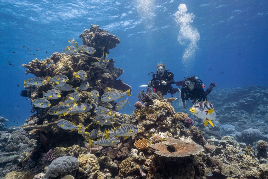 wyld news ScubaDiving GreatBarrierReef SpiritOfFreedom PhotoCredit TTNQ