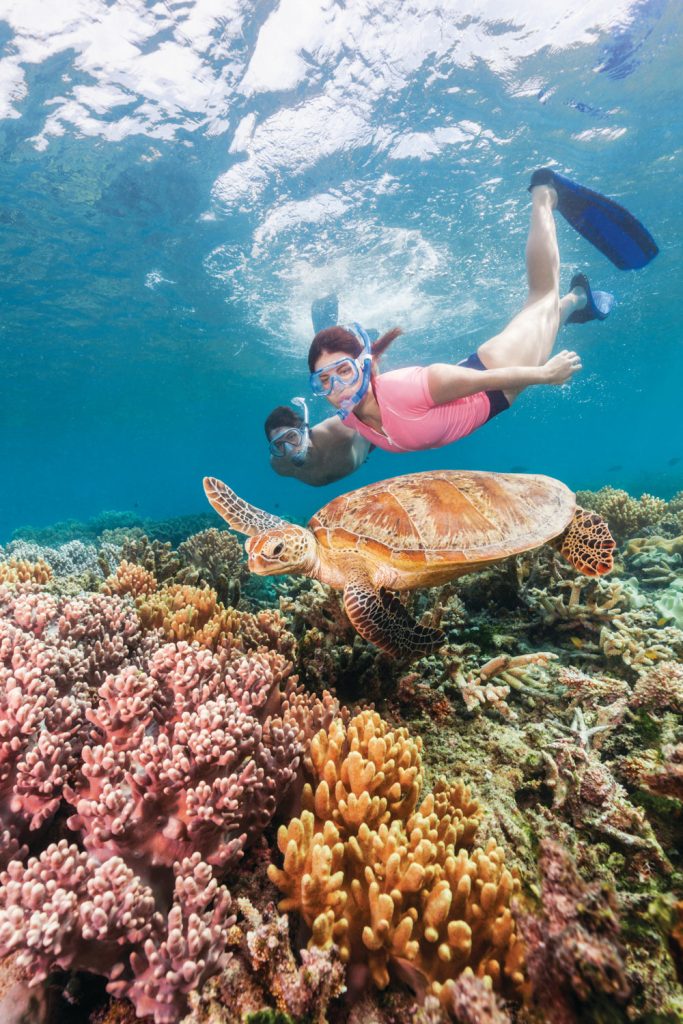 wyld news Turtle GreatBarrierReef