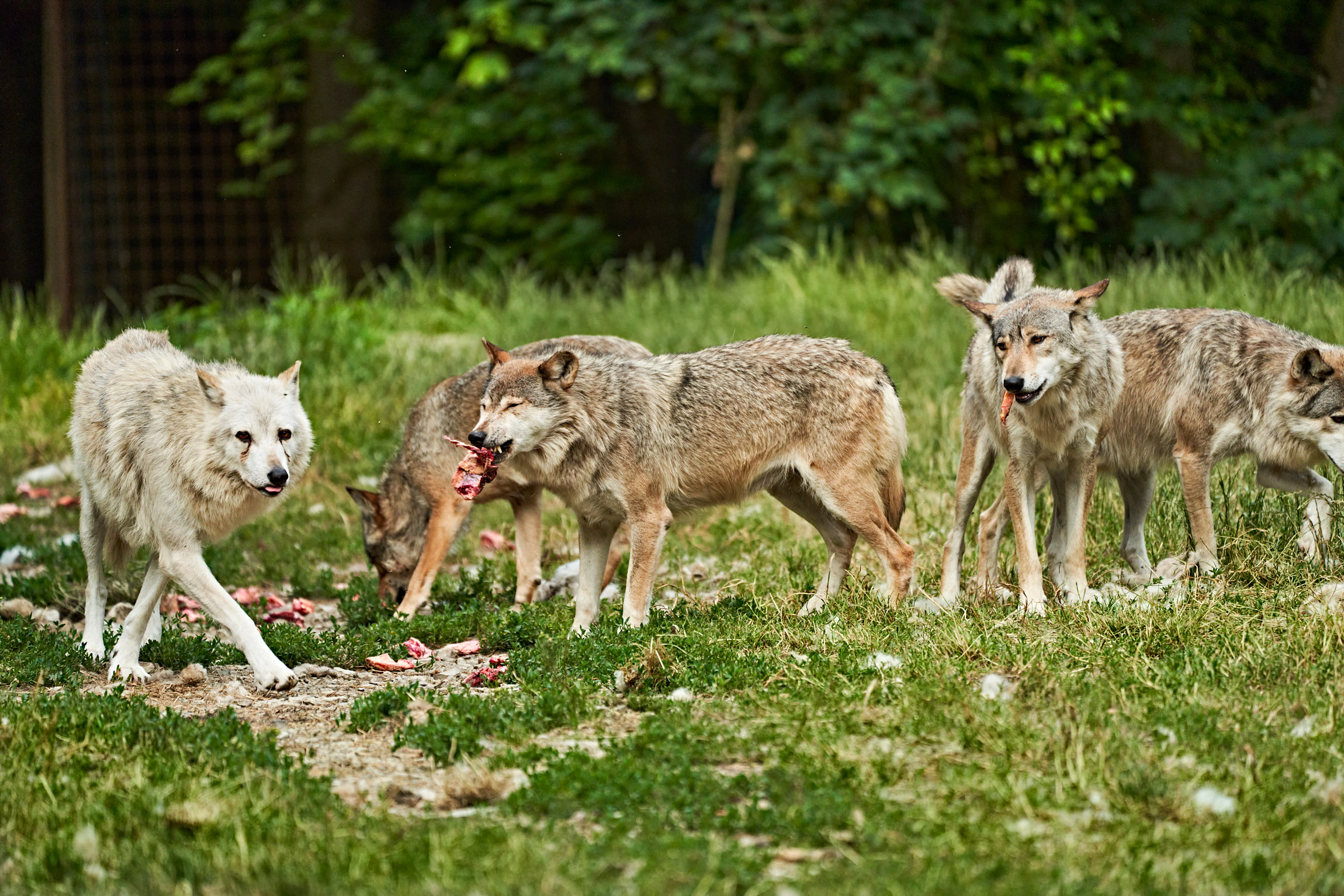 wyldmagazin Bad Mergentheim Taubertal Wolfsgeheul mit Marco Brauns (c) TMBW Foto Gert Krautbauer 10549