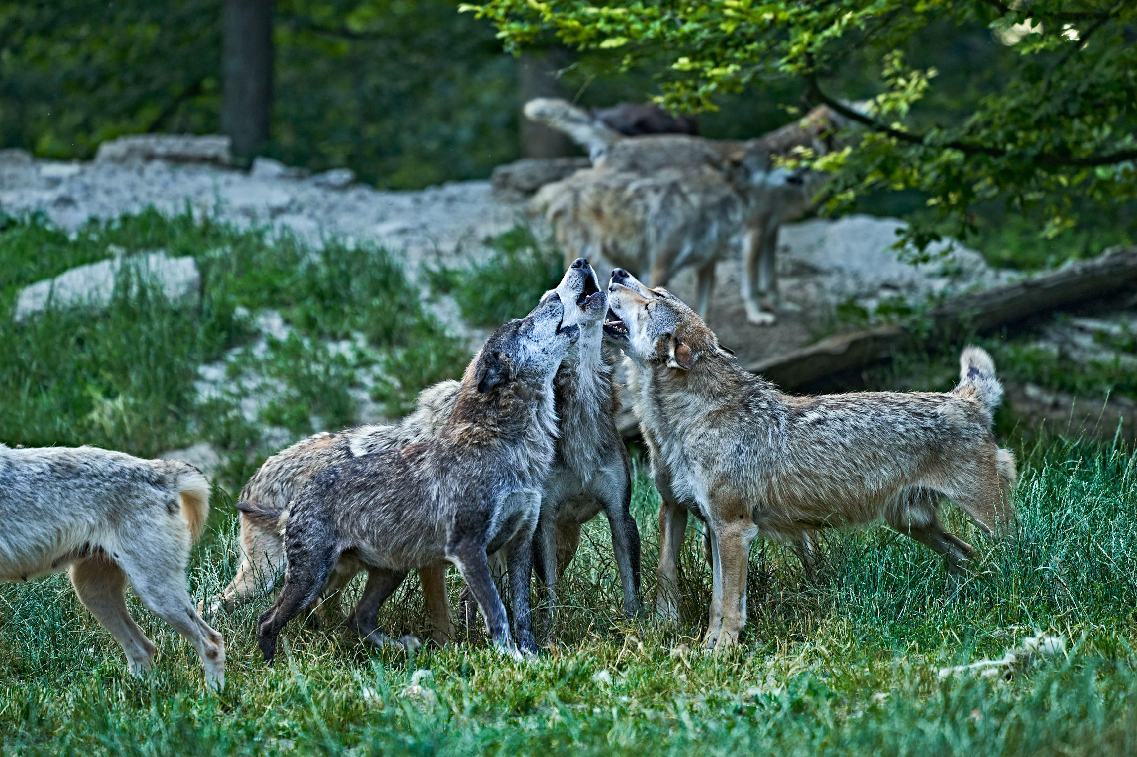 wyldmagazin Bad Mergentheim Taubertal Wolfsgeheul mit Marco Brauns (c) TMBW Foto Gert Krautbauer 11198