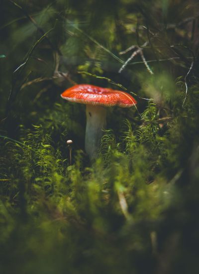 Pilz in Schweden rote Kappe Speitäubling