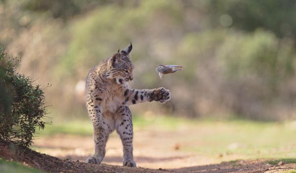 flying rodent by josef stefan wildlife photographer of the year 2026