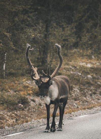 Sunlight IBEX 603 D Rentier am Seitenstreifen