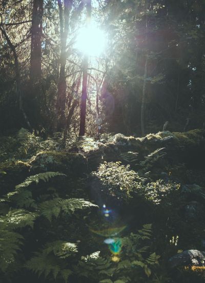 Urwaldfeeling in Schweden