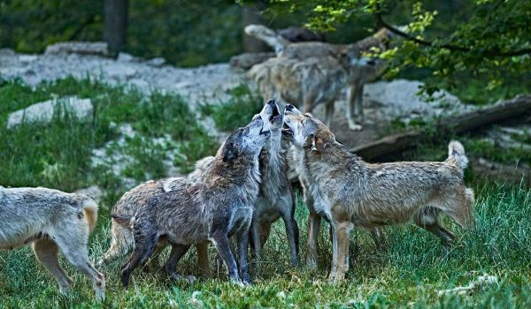 wyldmagazin Bad Mergentheim Taubertal Wolfsgeheul mit Marco Brauns c TMBW Foto Gert Krautbauer 11198