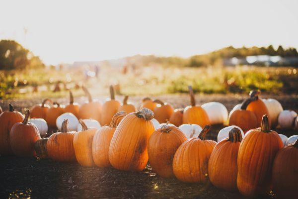 Halloween-Kürbisse auf einem Feld im Oktober