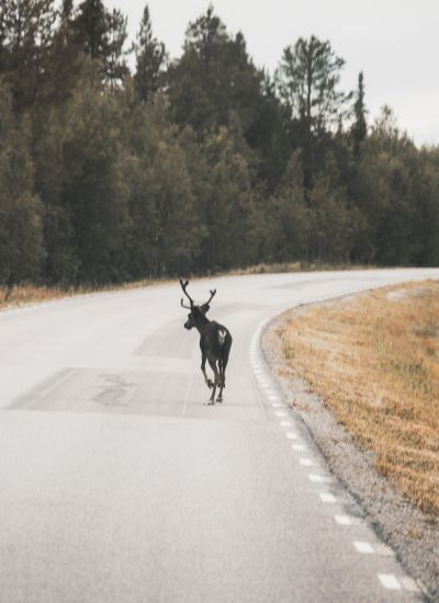 Sunlight IBEX 603 D Rentier auf der Strasse