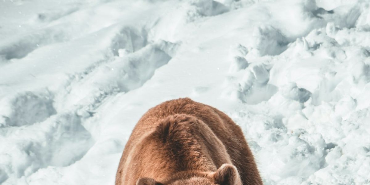 Braunbär im Schnee