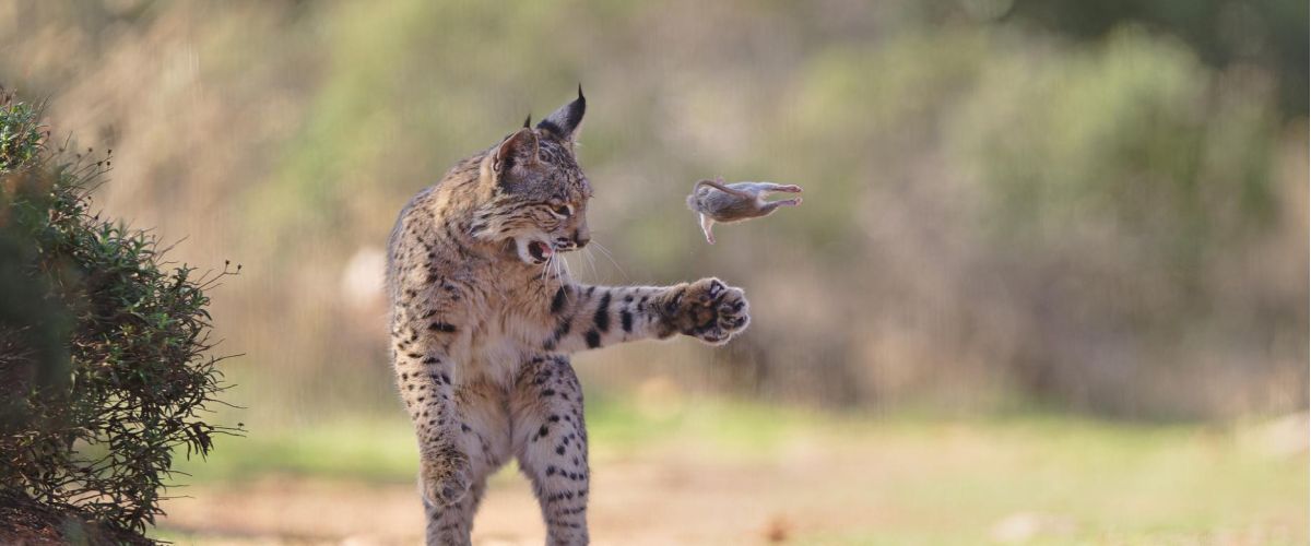 flying rodent by josef stefan wildlife photographer of the year 2026