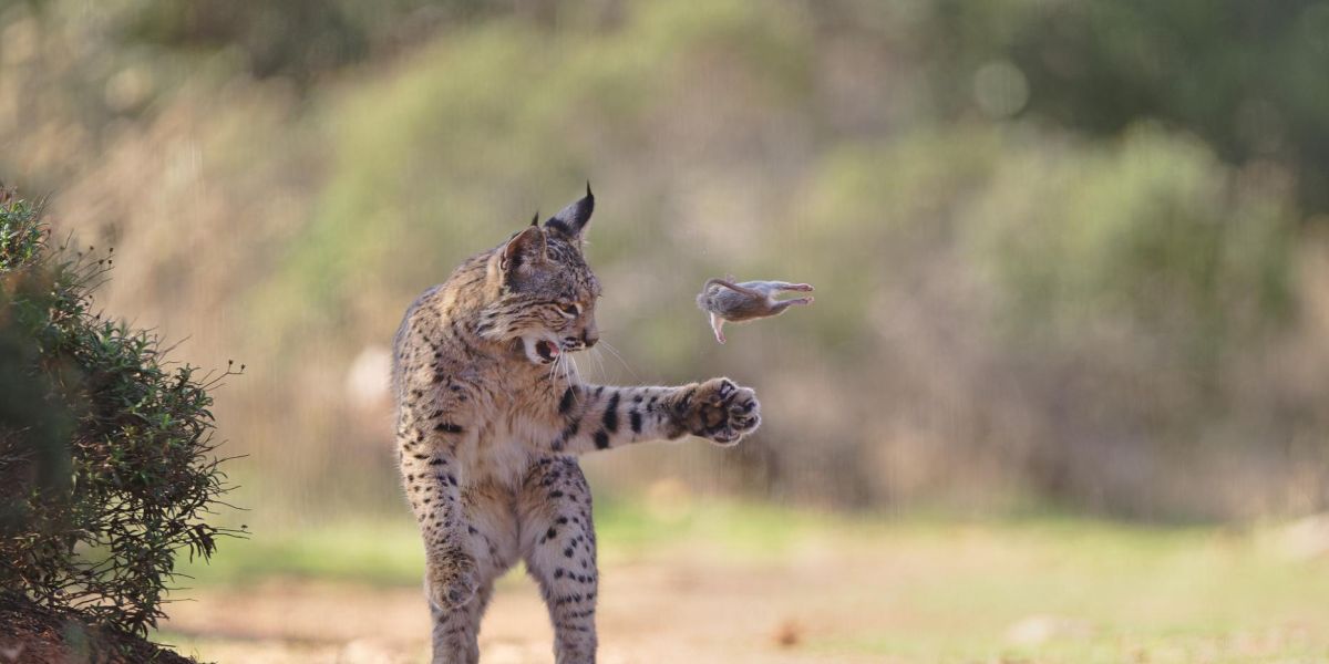flying rodent by josef stefan wildlife photographer of the year 2026