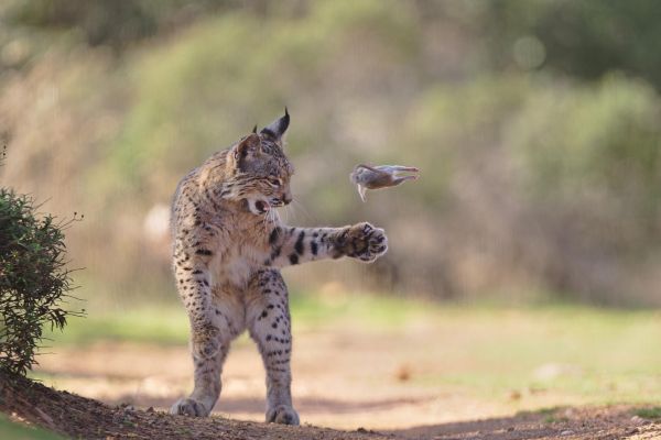 flying rodent by josef stefan wildlife photographer of the year 2026