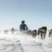 Fjällräven Polar2027 Hero Huskies Schlittenhunde