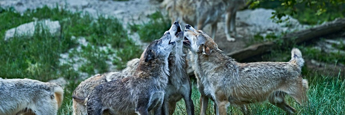 wyldmagazin Bad Mergentheim Taubertal Wolfsgeheul mit Marco Brauns (c) TMBW Foto Gert Krautbauer 11198