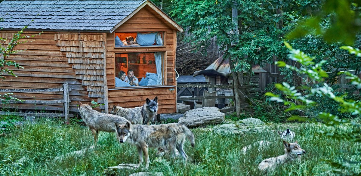 wyldmagazin Bad Mergentheim Taubertal Wolfsgeheul mit Marco Brauns (c) TMBW Foto Gert Krautbauer 11609