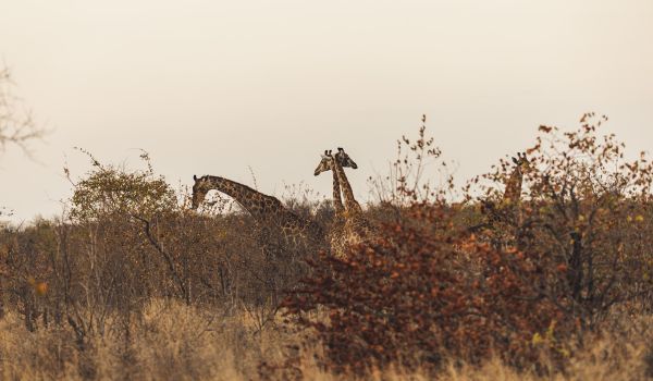 suedafrika roadtyping wyldmagazin0860