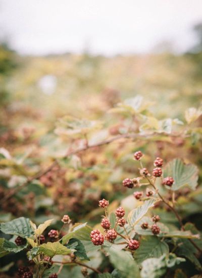 Brombeeren in Schweden