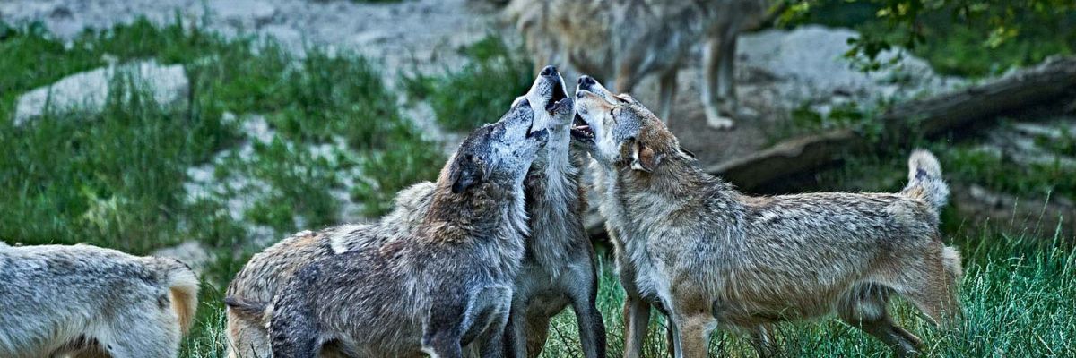 wyldmagazin Bad Mergentheim Taubertal Wolfsgeheul mit Marco Brauns c TMBW Foto Gert Krautbauer 11198